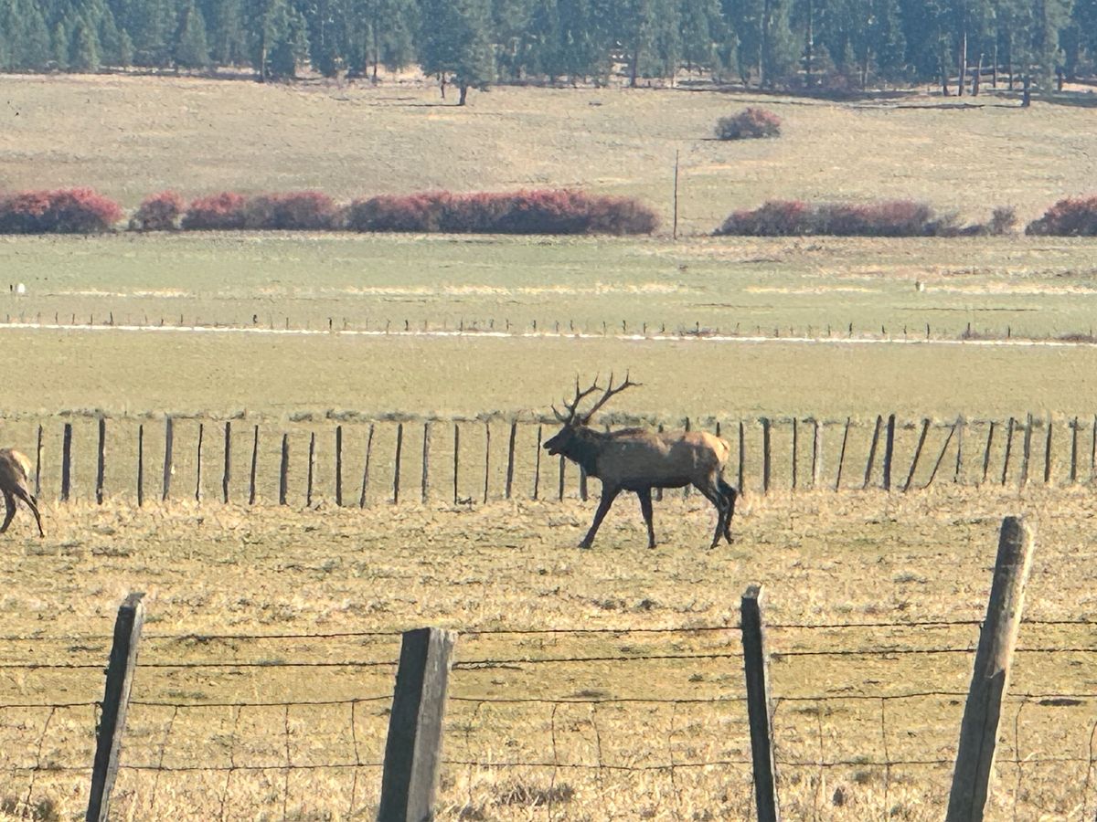 A bull elk walking the fence line in a Meadows Valley field, with timber on the hills behind