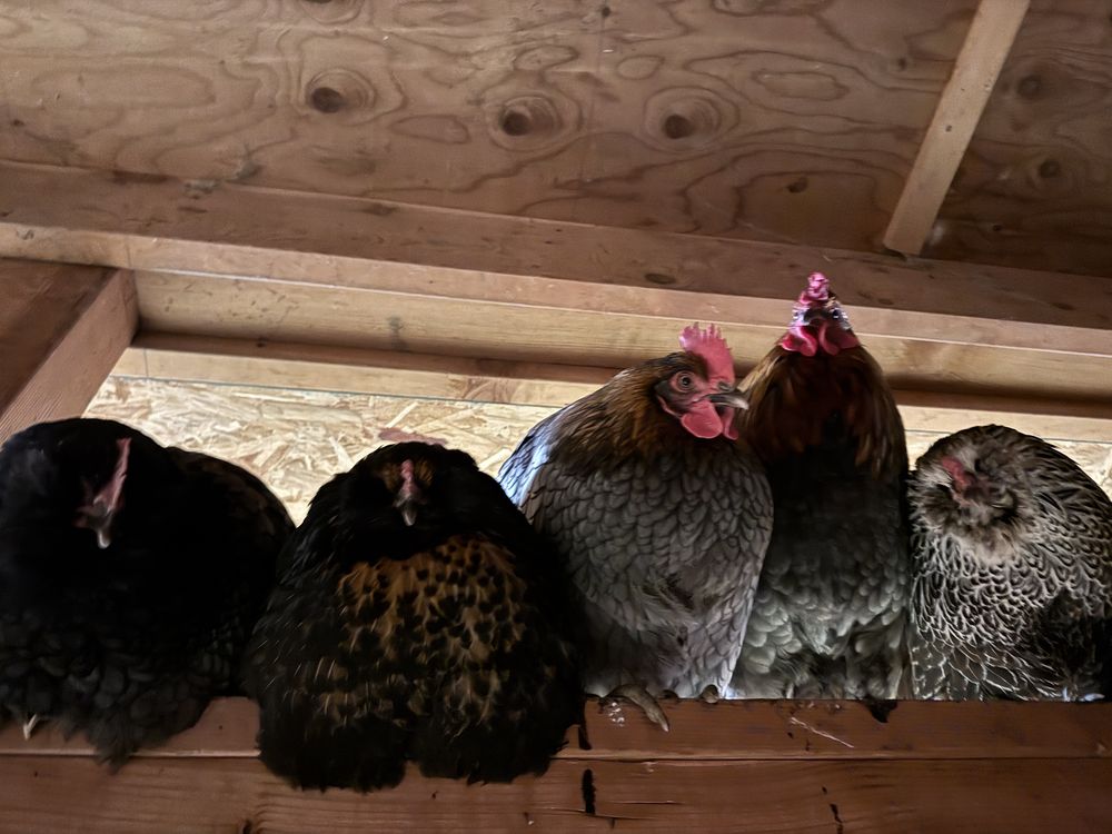 Five hens roosting on a beam inside the coop
