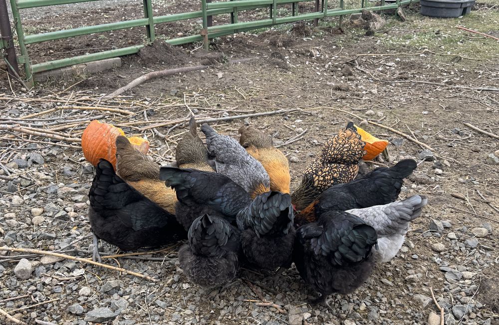 A flock of hens crowded around and standing on split pumpkins in the yard